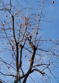 成瘾性关系(姐弟骨科1v1,sc)